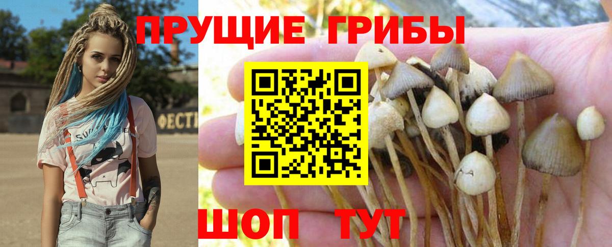 Галлюциногенные грибы GOLDEN TEACHER  Псилоцибиновые грибы Cubensis  Каспийск  Вход с VPN 